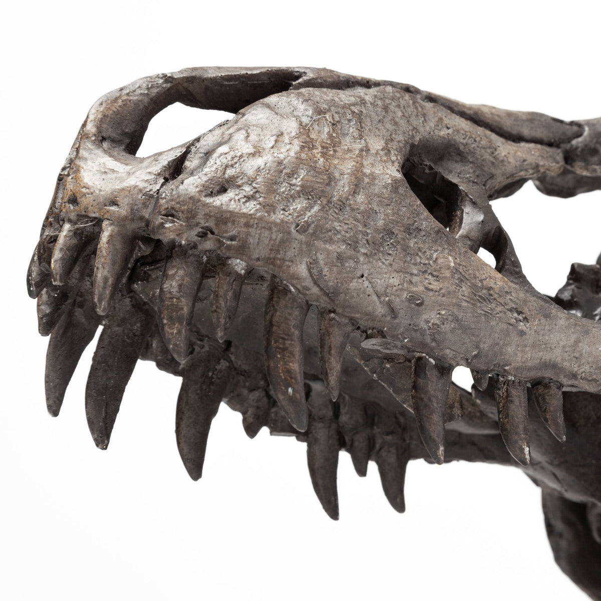 Jurassic Tyrannosaurus Skull Replica - Brown Resin with Stand-Objects-DECOROLALA
