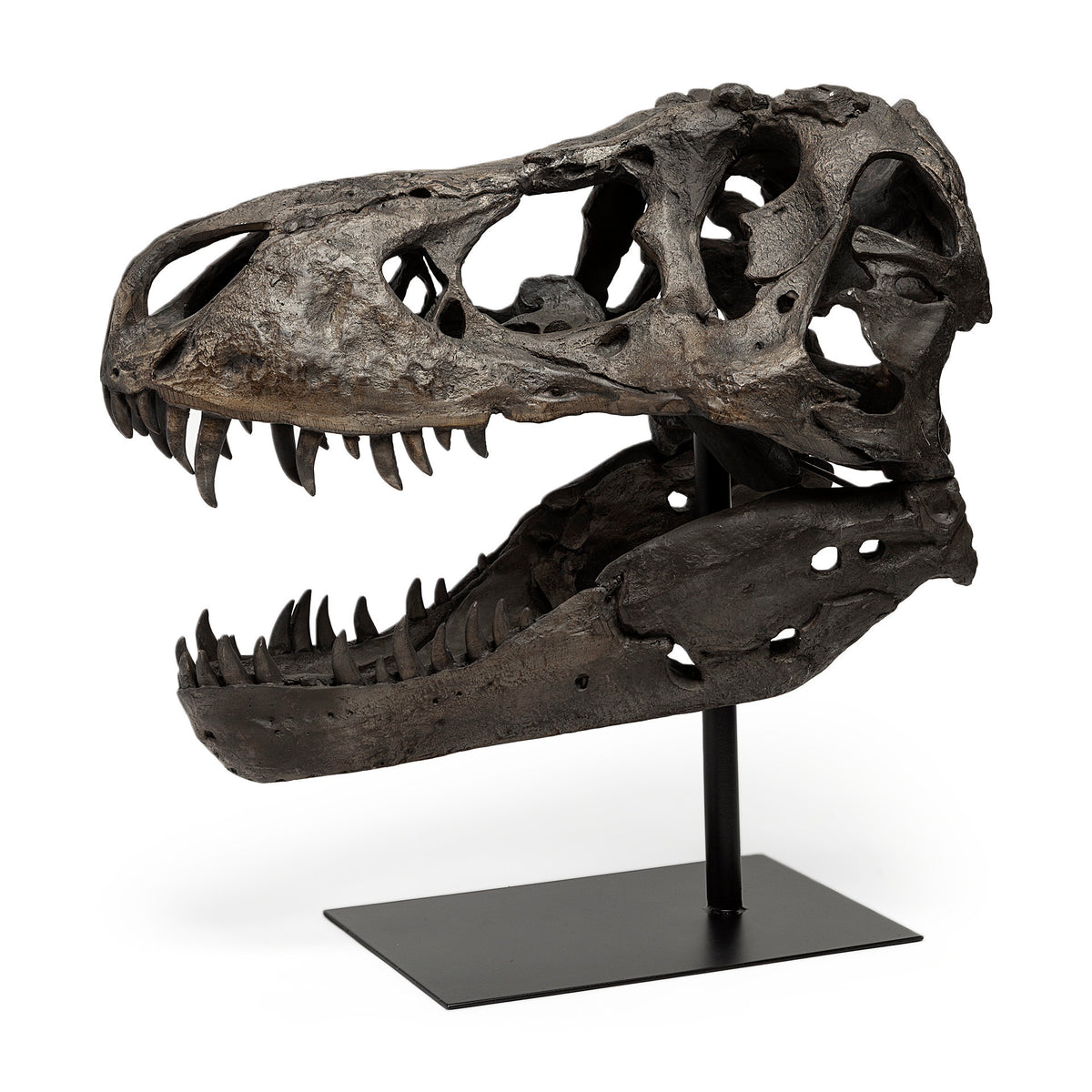 Lagrane T-Rex Dinosaur Skull Replica with Metal Stand - Brown 19"L-Decorative Objects-DECOROLALA