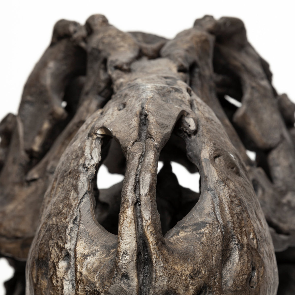 Lagrane T-Rex Dinosaur Skull Replica with Metal Stand - Brown 19"L-Objects-DECOROLALA