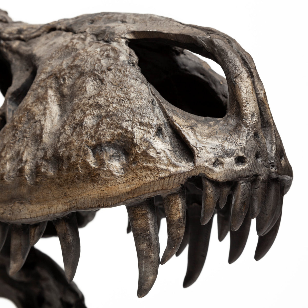 Lagrane T-Rex Dinosaur Skull Replica with Metal Stand - Brown 19"L-Objects-DECOROLALA
