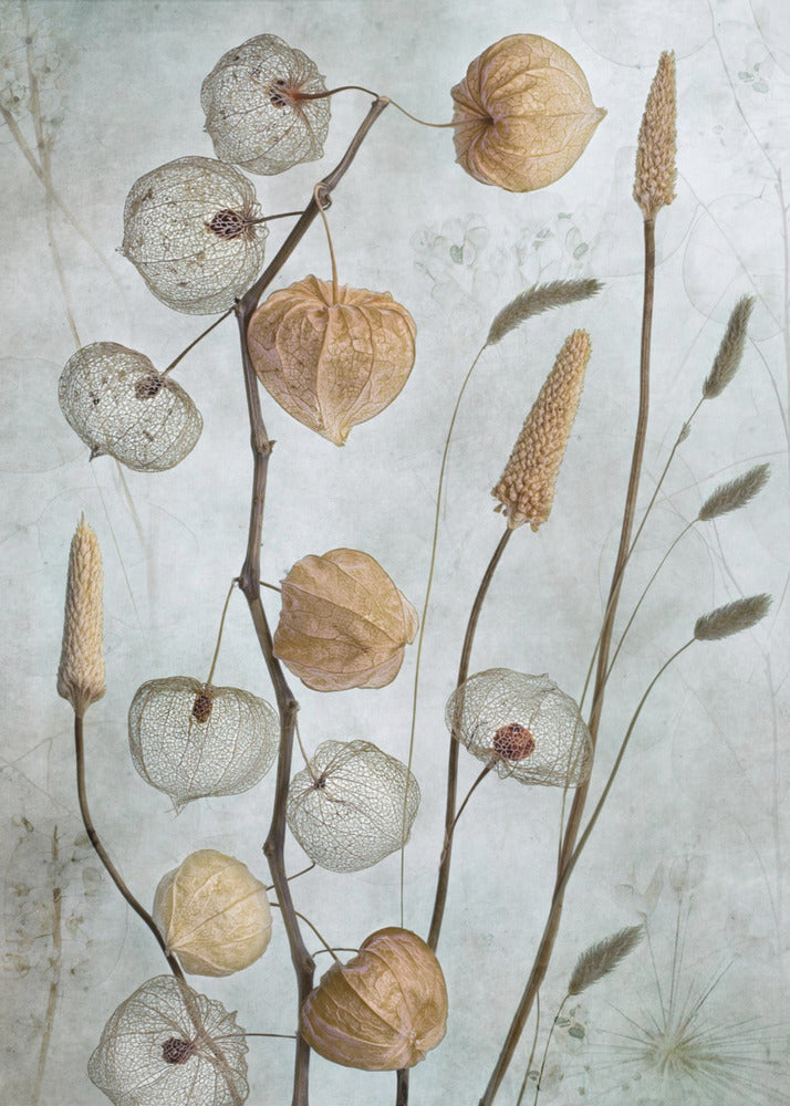 Lanterns* Wall Art by Mandy Disher-canvas-DECOROLALA