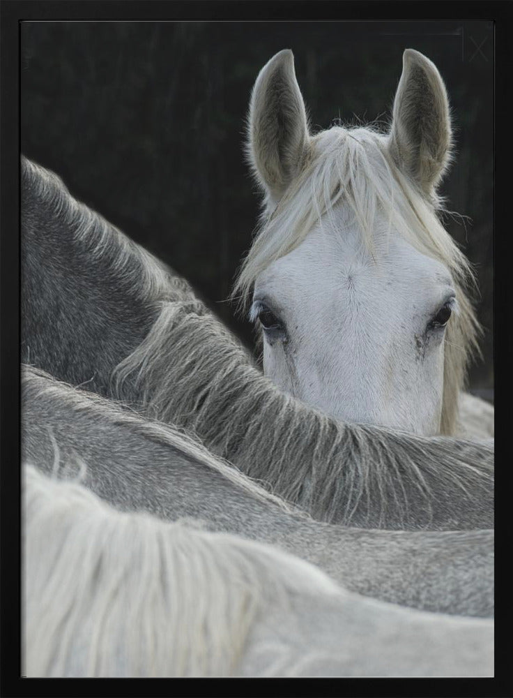 Look by Milan Malovrh Wall Art-canvas-DECOROLALA