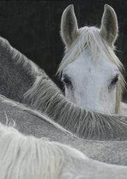 Look-canvas-DECOROLALA