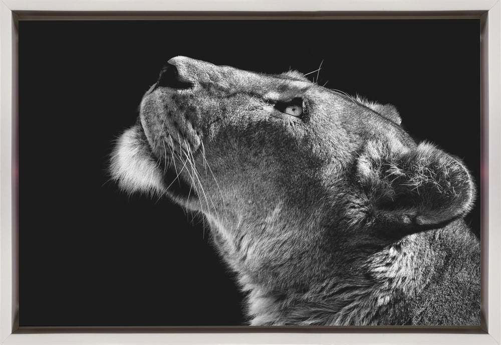 Looking Up by Christian Meermann-canvas-DECOROLALA