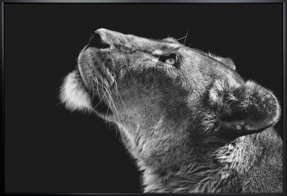 Looking Up by Christian Meermann-canvas-DECOROLALA
