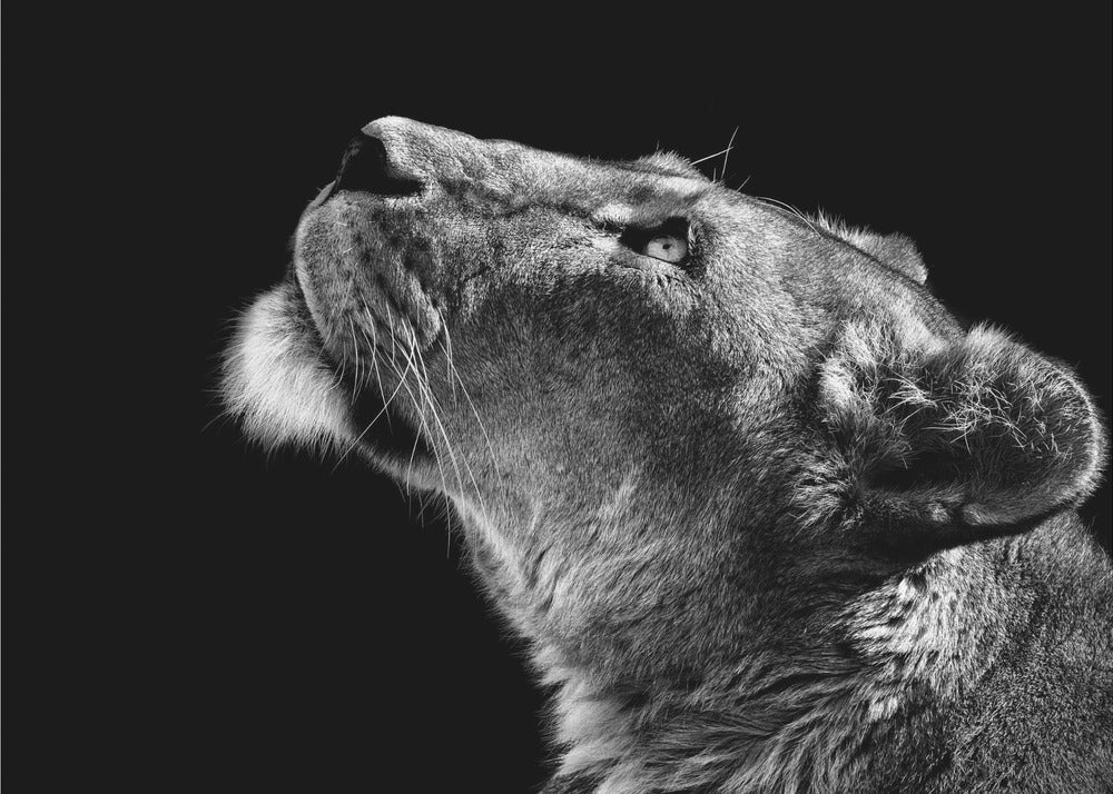 Looking Up by Christian Meermann-canvas-DECOROLALA