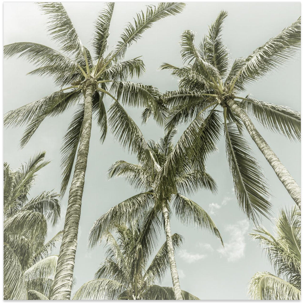 Lovely Vintage Palm Trees-canvas-DECOROLALA