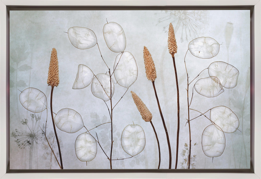 Lunaria Wall Art by Mandy Disher-canvas-DECOROLALA
