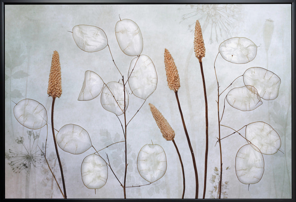 Lunaria Wall Art by Mandy Disher-canvas-DECOROLALA