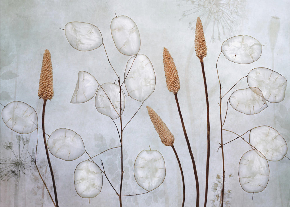 Lunaria Wall Art by Mandy Disher-canvas-DECOROLALA