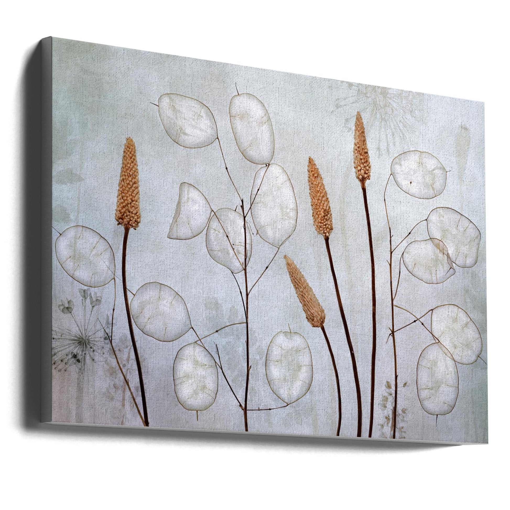 Lunaria Wall Art by Mandy Disher-canvas-DECOROLALA