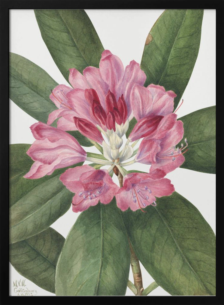 Mountain Rose Bay (1932) by Mary Vaux Walcott-canvas-DECOROLALA