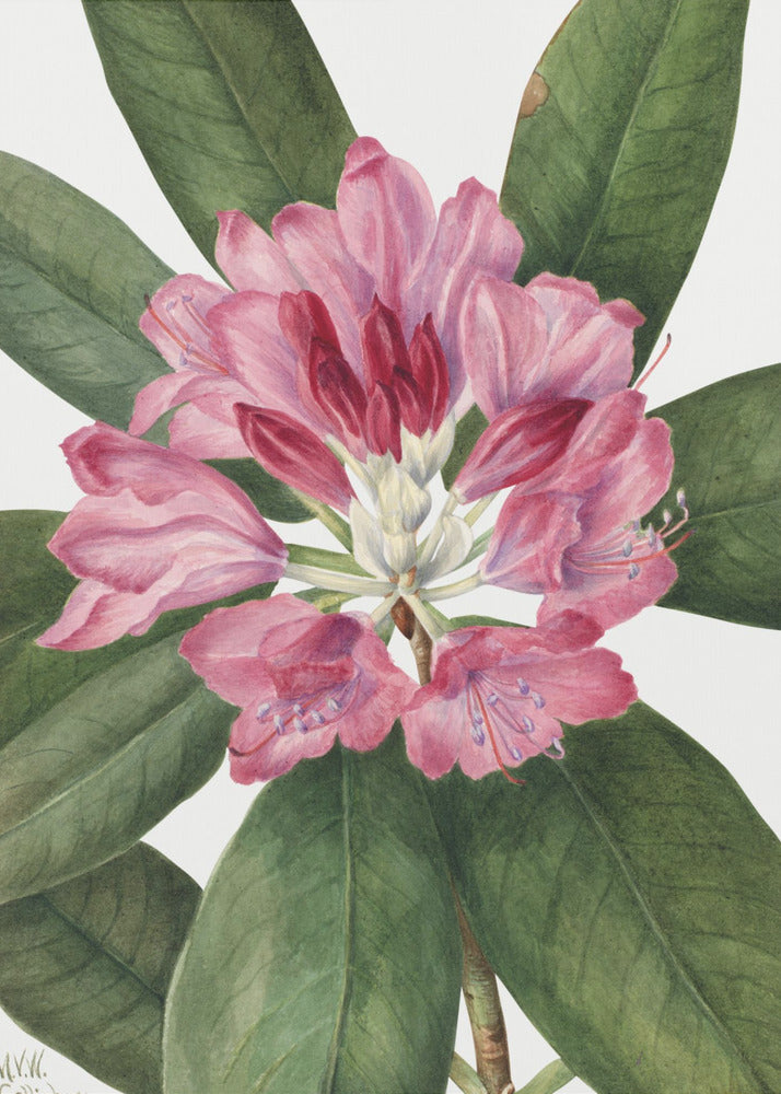 Mountain Rose Bay (1932) by Mary Vaux Walcott-canvas-DECOROLALA