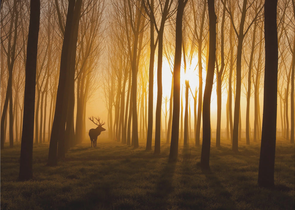 Once Upon a Time by Stefan Miron-canvas-DECOROLALA