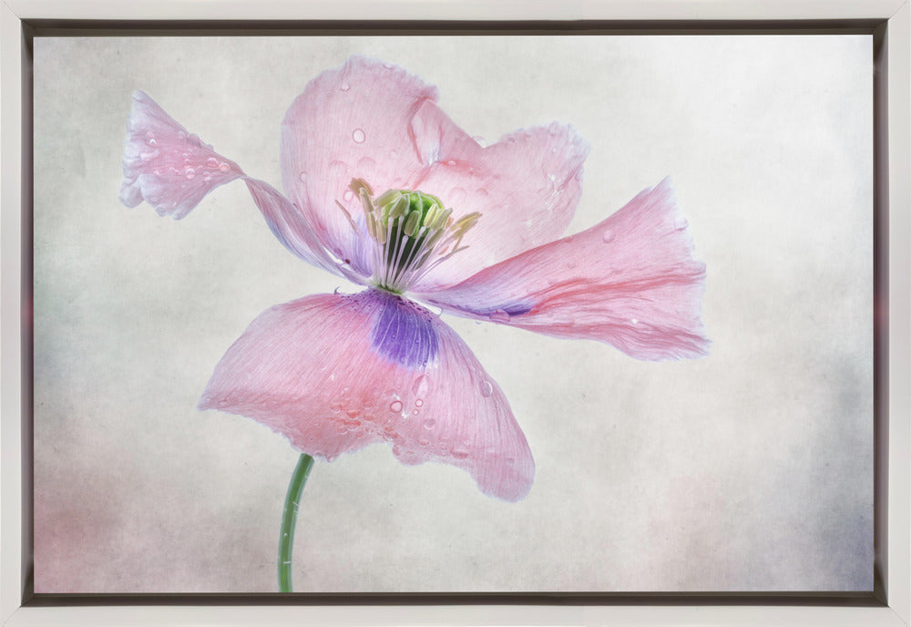 Pastel Poppy Wall Art by Mandy Disher-canvas-DECOROLALA