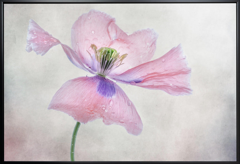 Pastel Poppy Wall Art by Mandy Disher-canvas-DECOROLALA