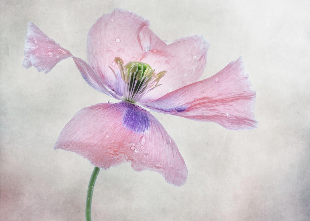 Pastel Poppy Wall Art by Mandy Disher-canvas-DECOROLALA