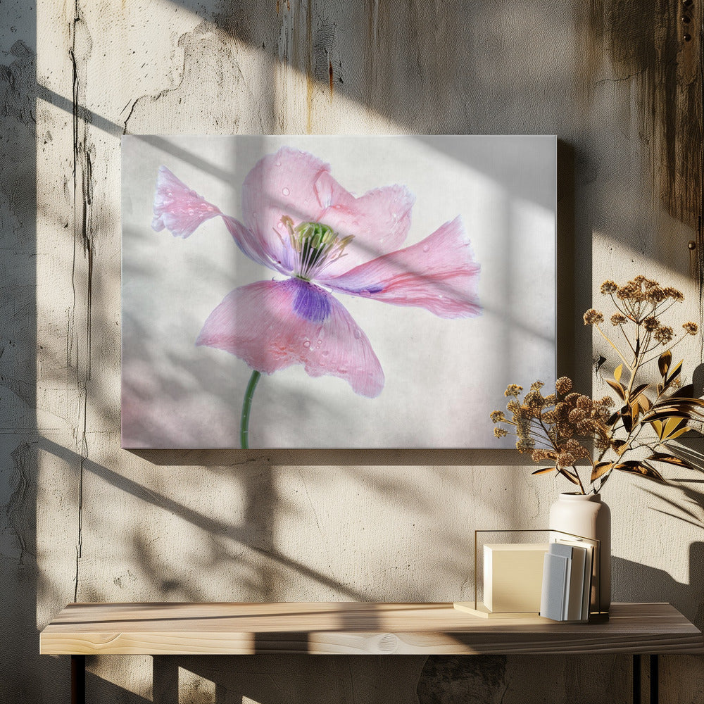 Pastel Poppy Wall Art by Mandy Disher-canvas-DECOROLALA