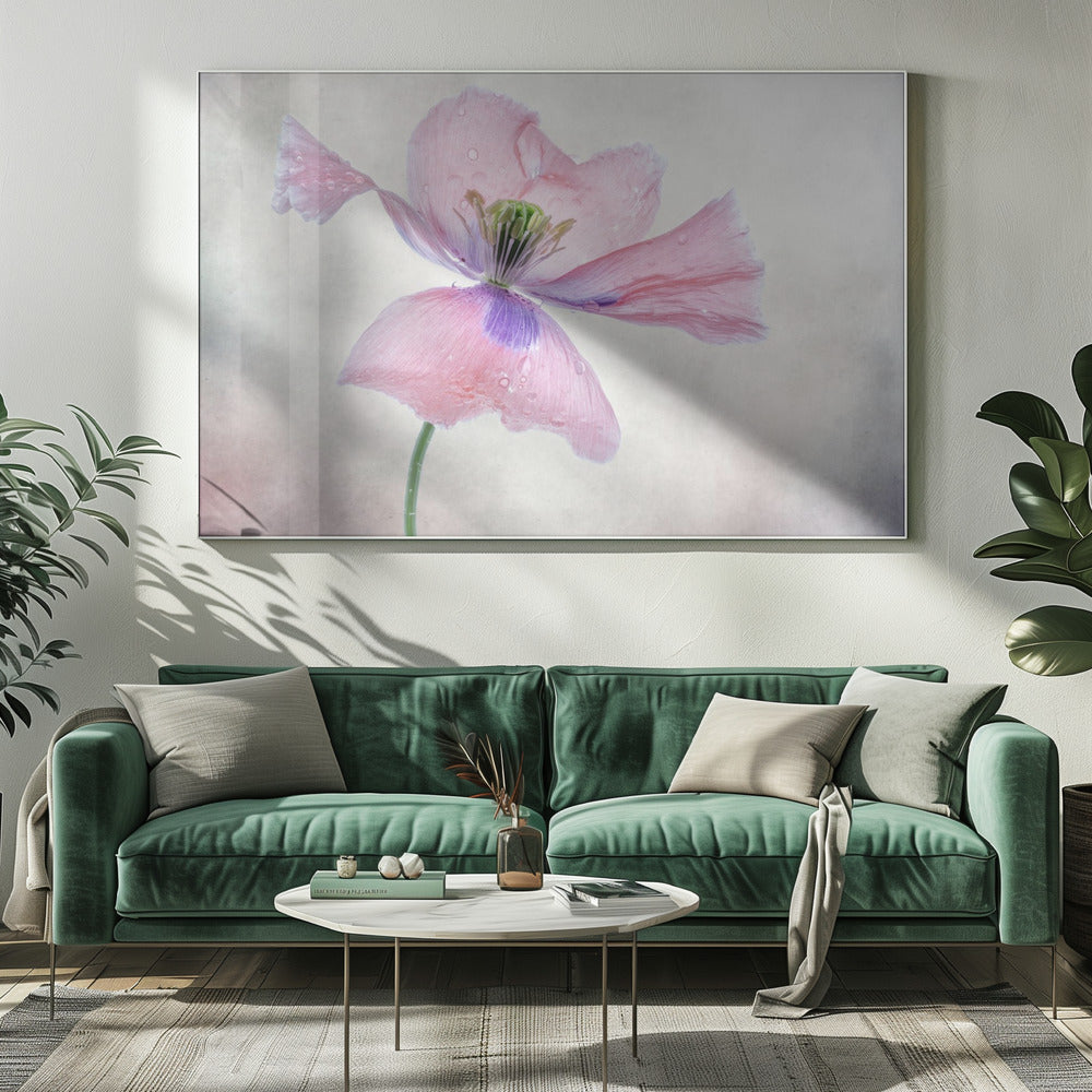 Pastel Poppy Wall Art by Mandy Disher-canvas-DECOROLALA