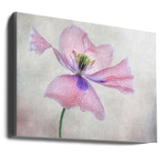 Pastel Poppy Wall Art by Mandy Disher-canvas-DECOROLALA