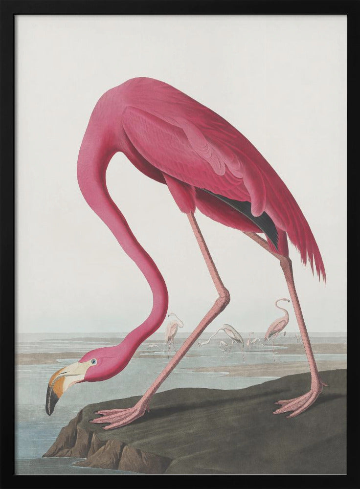 Pink Flamingo II Audubon Birds of America-canvas-DECOROLALA