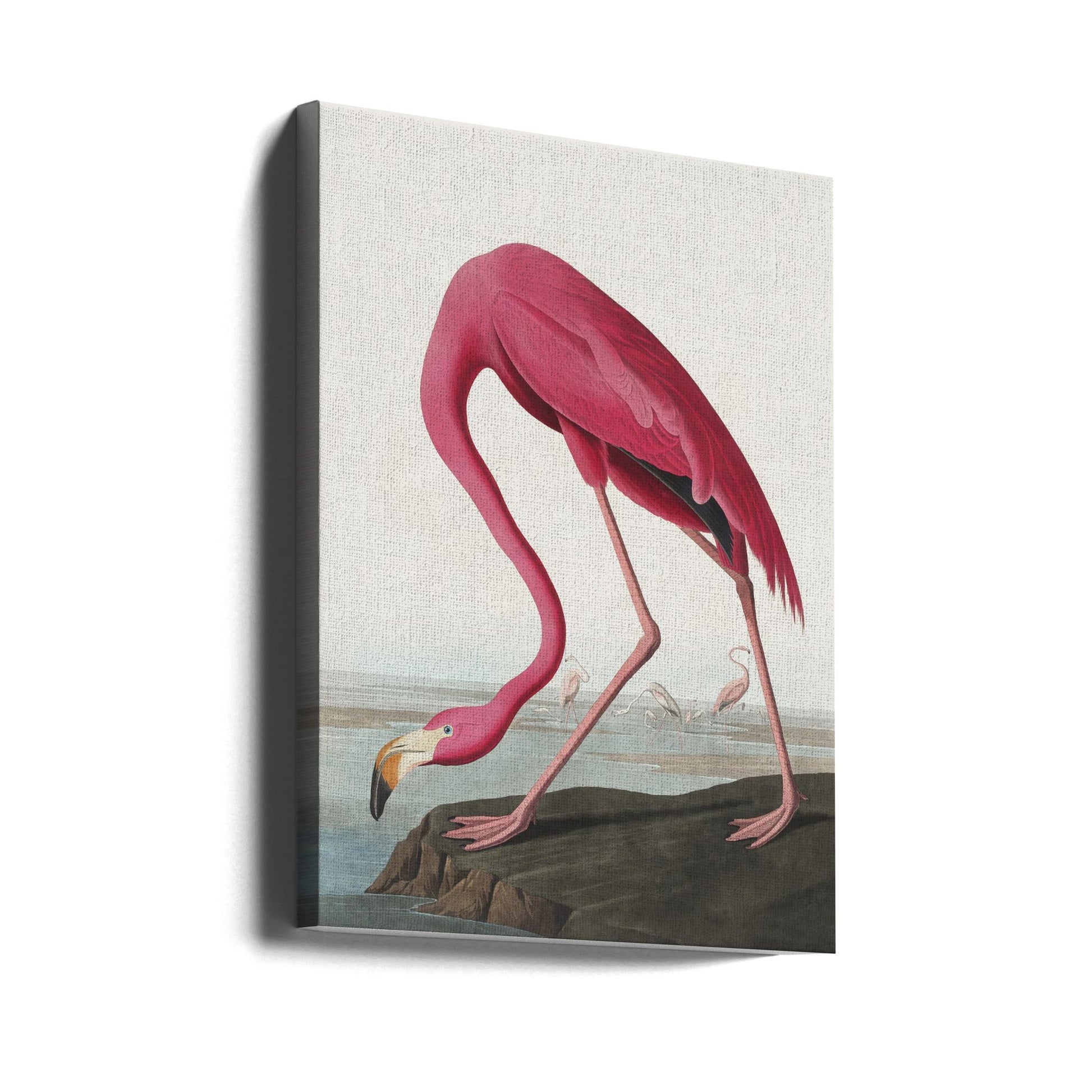 Pink Flamingo II Audubon Birds of America-canvas-DECOROLALA