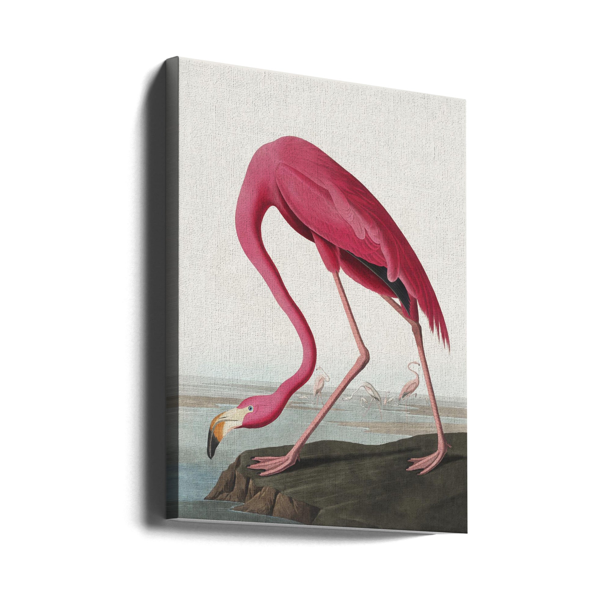 Pink Flamingo II Audubon Birds of America-canvas-DECOROLALA