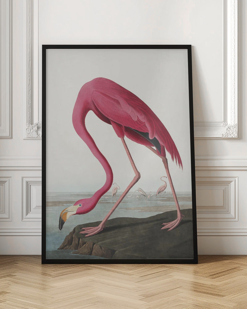 Pink Flamingo II Audubon Birds of America-canvas-DECOROLALA