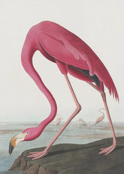 Pink Flamingo II Audubon Birds of America-canvas-DECOROLALA