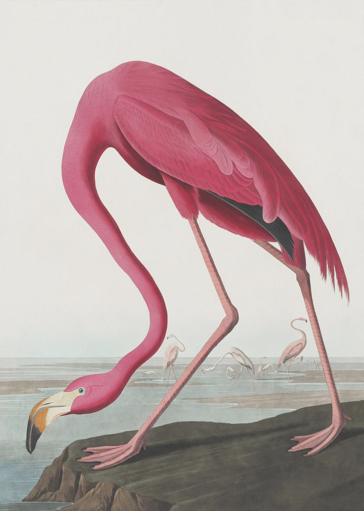 Pink Flamingo II Audubon Birds of America-canvas-DECOROLALA