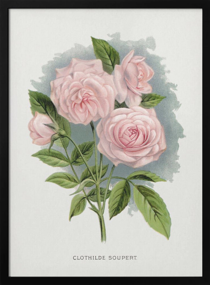 Pink Rose, Clothilde Soupert Lithograph-canvas-DECOROLALA