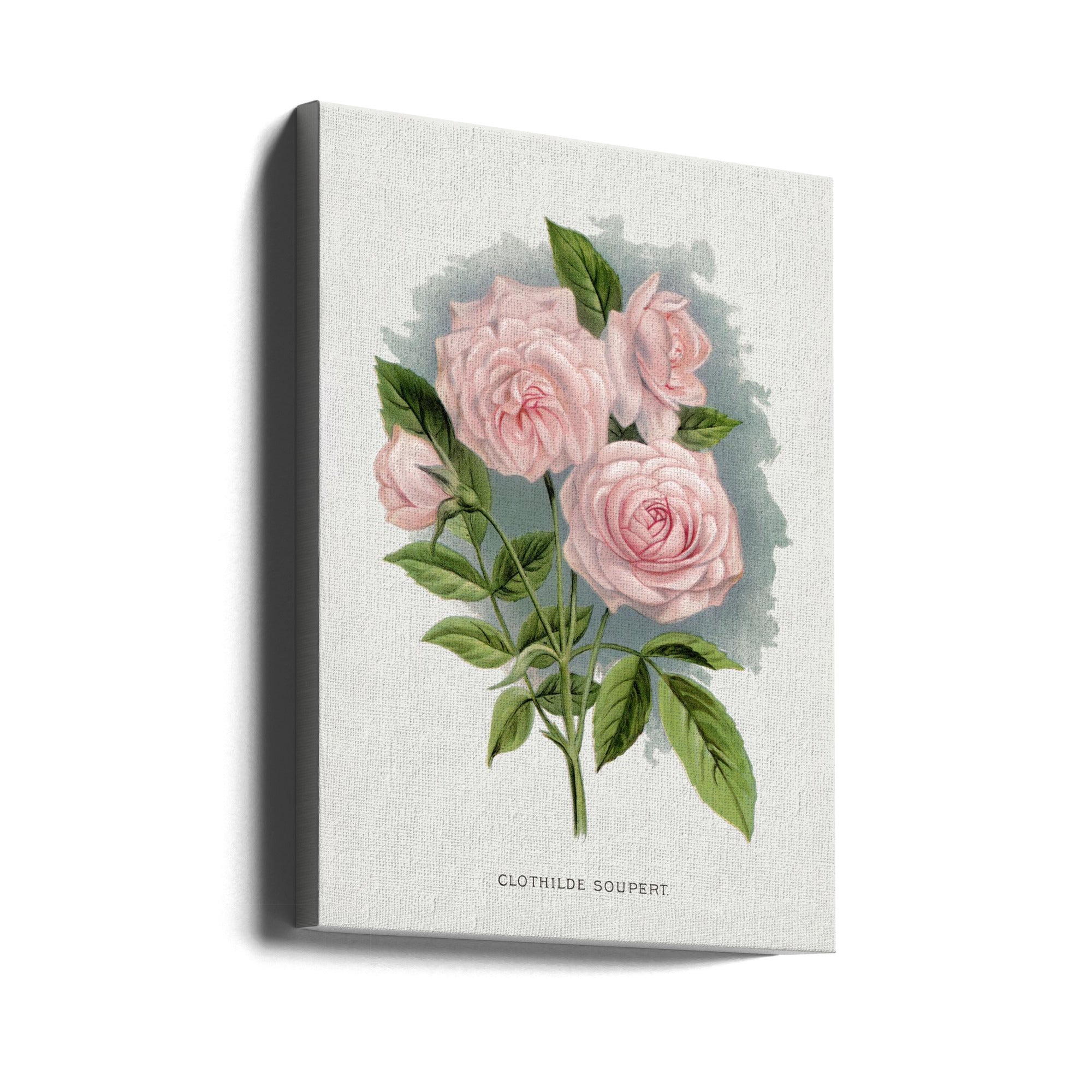 Pink Rose, Clothilde Soupert Lithograph-canvas-DECOROLALA