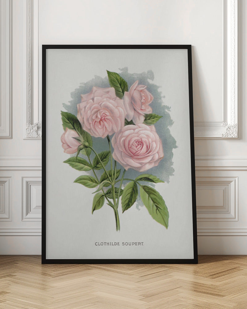 Pink Rose, Clothilde Soupert Lithograph-canvas-DECOROLALA
