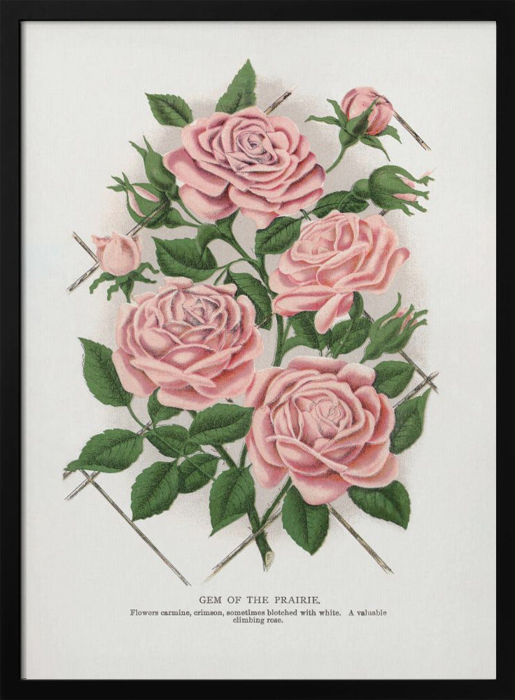 Pink Rose, Gem of the Prairie Lithograph-canvas-DECOROLALA