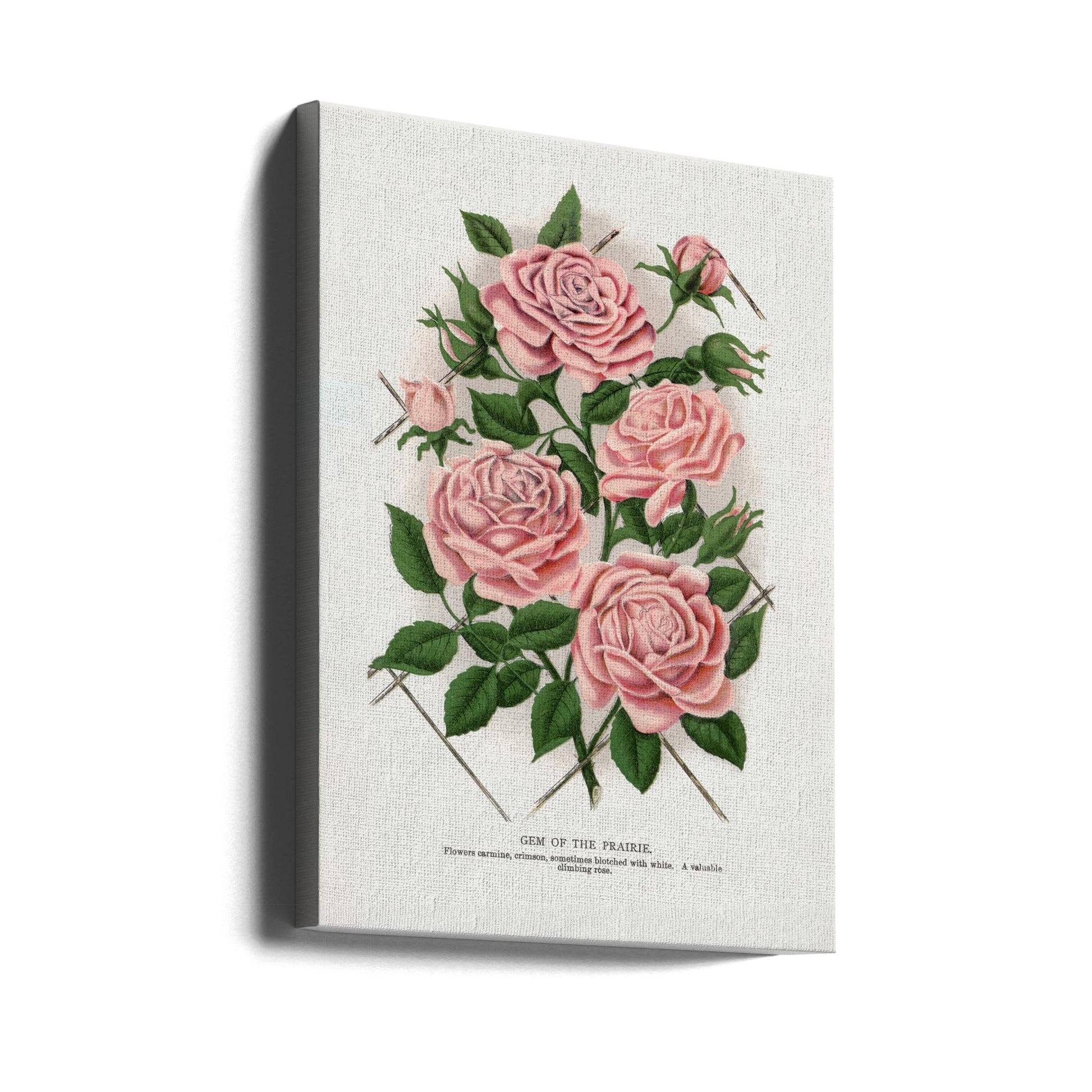 Pink Rose, Gem of the Prairie Lithograph-canvas-DECOROLALA