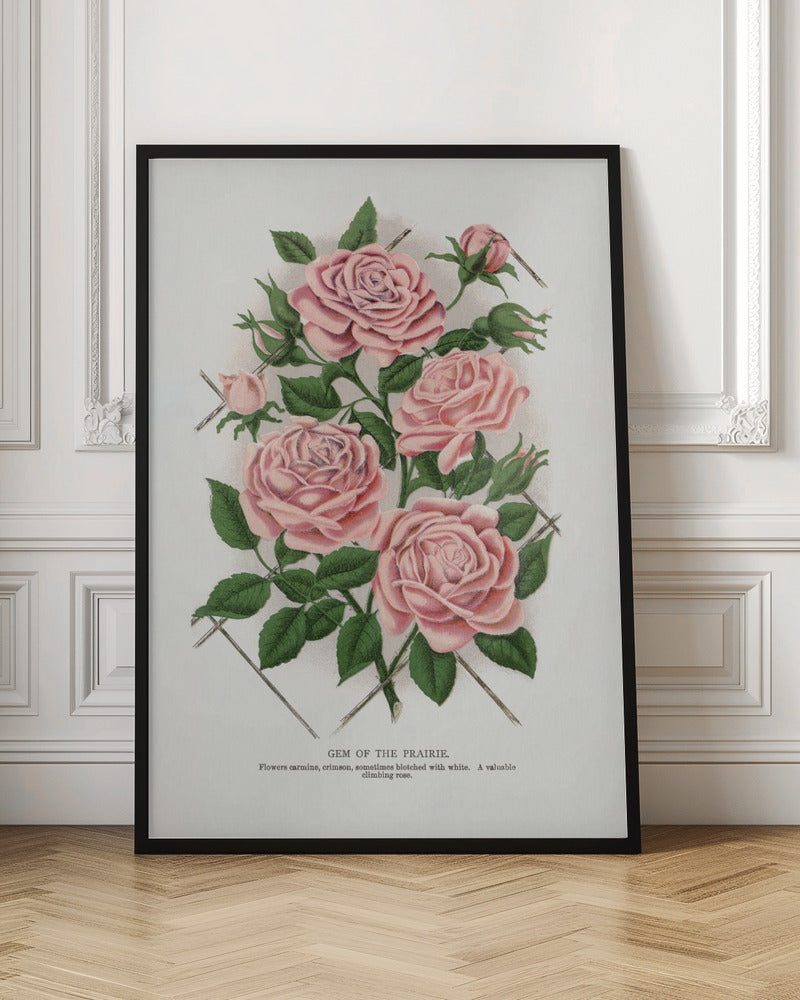 Pink Rose, Gem of the Prairie Lithograph-canvas-DECOROLALA
