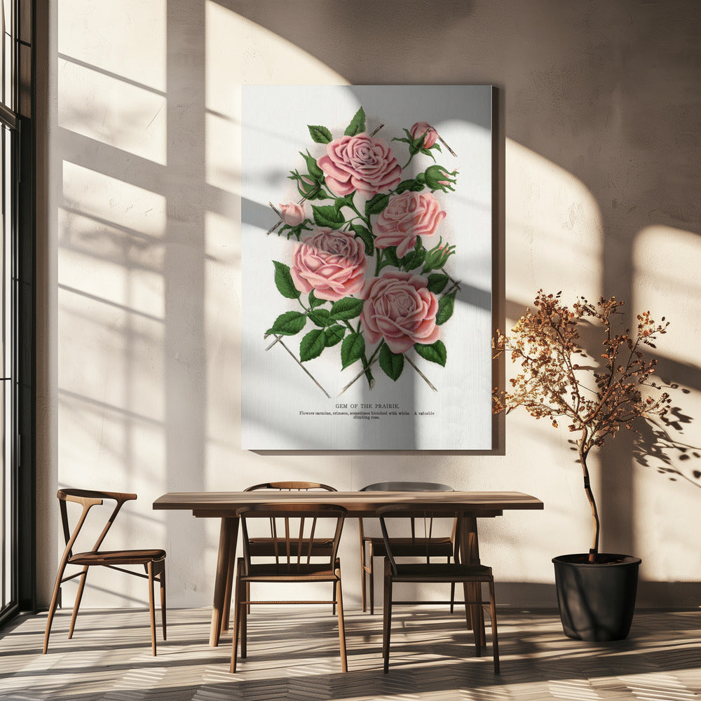 Pink Rose, Gem of the Prairie Lithograph-canvas-DECOROLALA