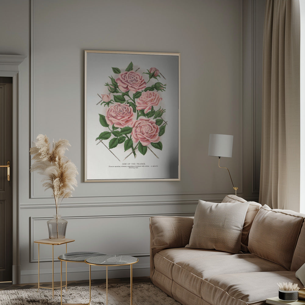 Pink Rose, Gem of the Prairie Lithograph-canvas-DECOROLALA