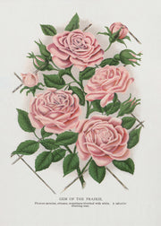 Pink Rose, Gem of the Prairie Lithograph-canvas-DECOROLALA
