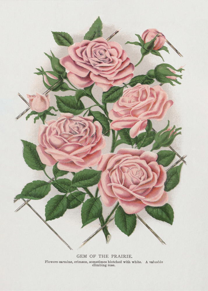 Pink Rose, Gem of the Prairie Lithograph-canvas-DECOROLALA