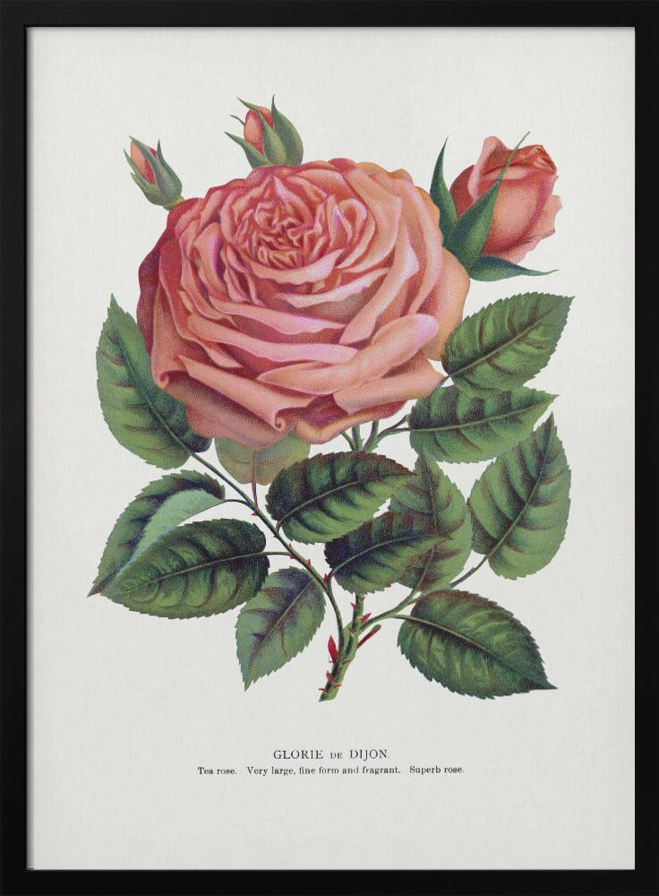 Pink Rose Gloire De Dijon Lithograph-canvas-DECOROLALA