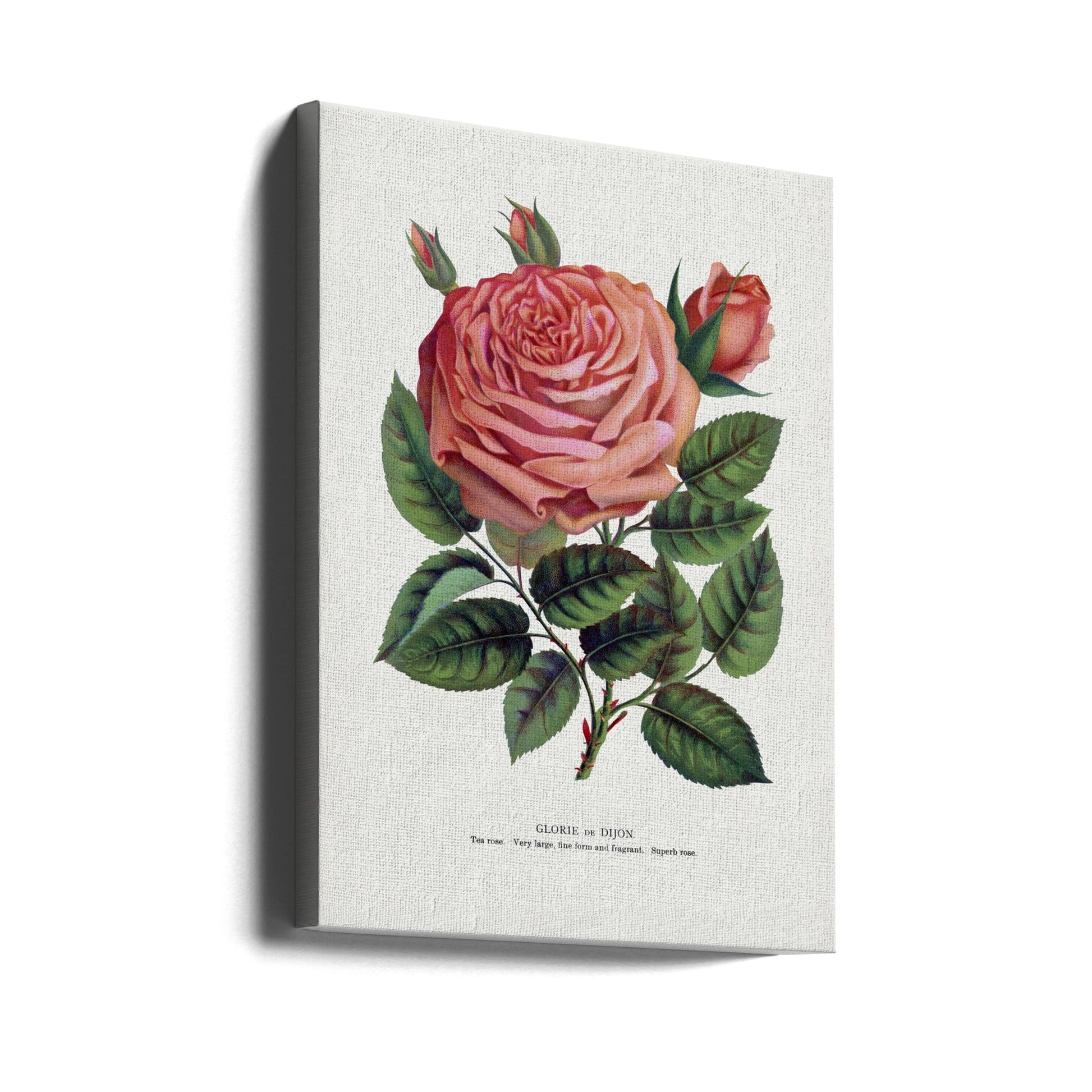 Pink Rose Gloire De Dijon Lithograph-canvas-DECOROLALA