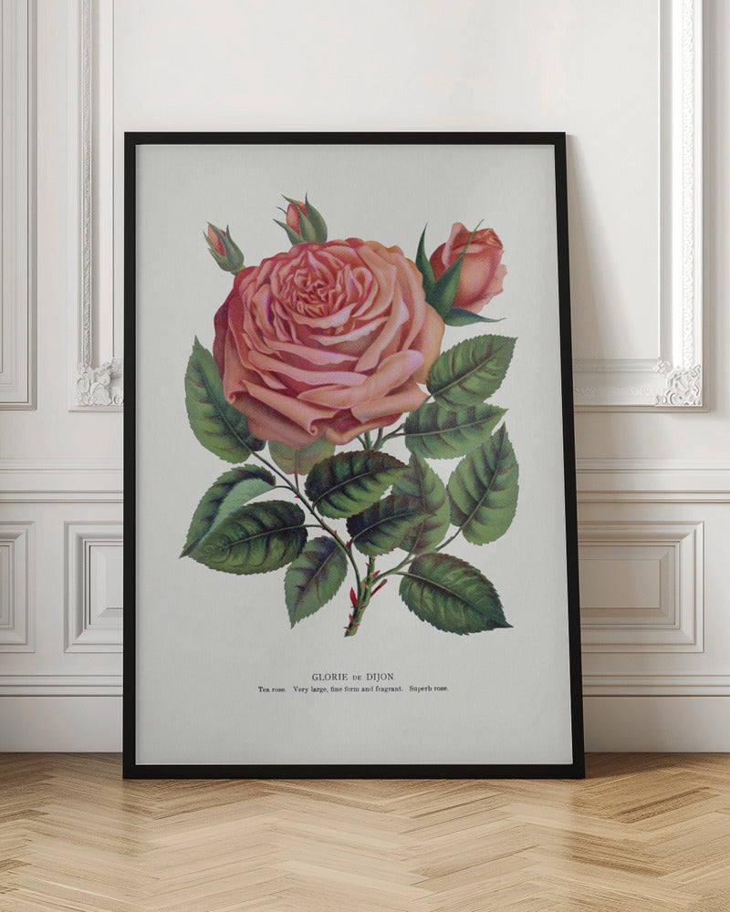 Pink Rose Gloire De Dijon Lithograph-canvas-DECOROLALA