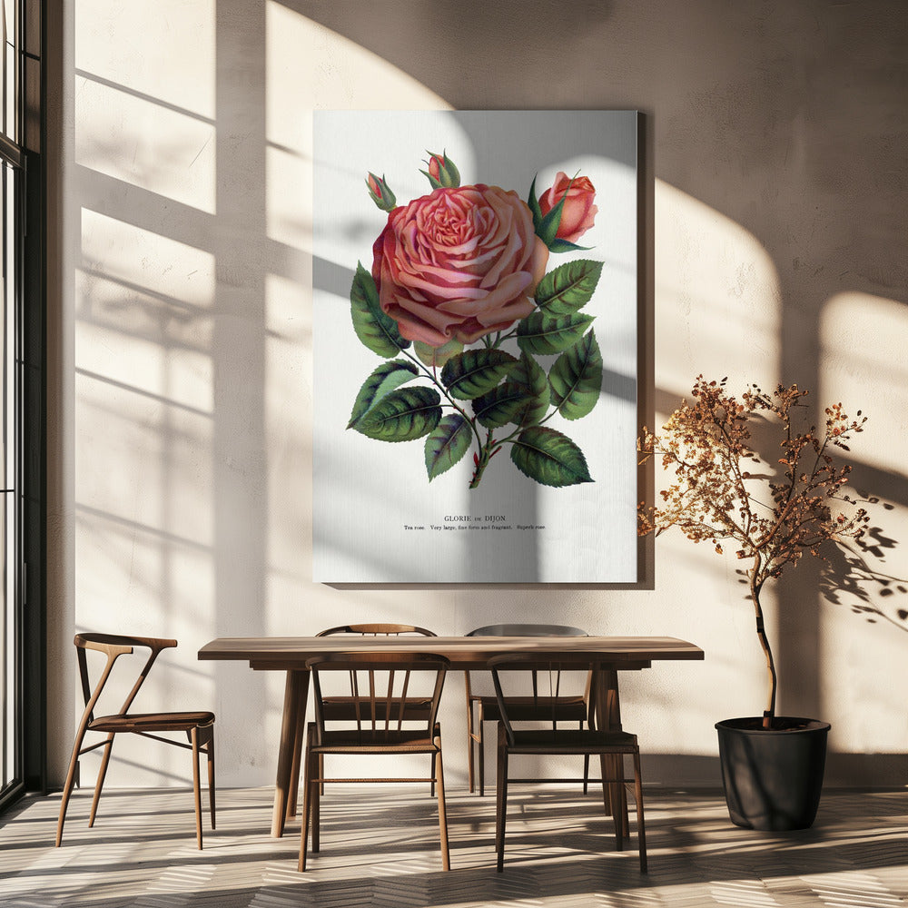 Pink Rose Gloire De Dijon Lithograph-canvas-DECOROLALA