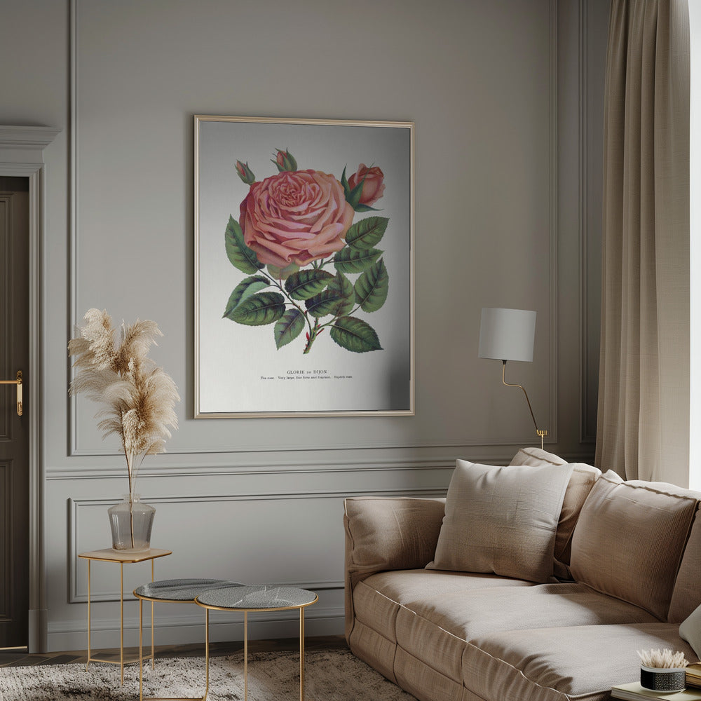 Pink Rose Gloire De Dijon Lithograph-canvas-DECOROLALA