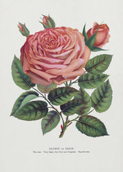 Pink Rose Gloire De Dijon Lithograph-canvas-DECOROLALA