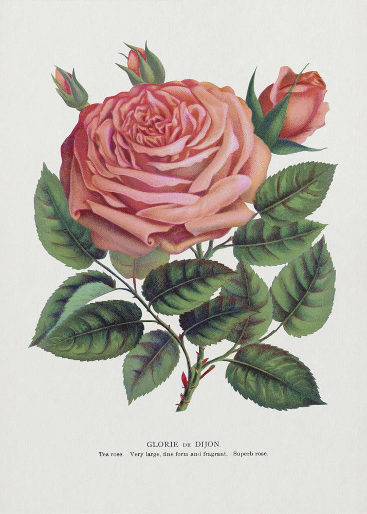 Pink Rose Gloire De Dijon Lithograph-canvas-DECOROLALA