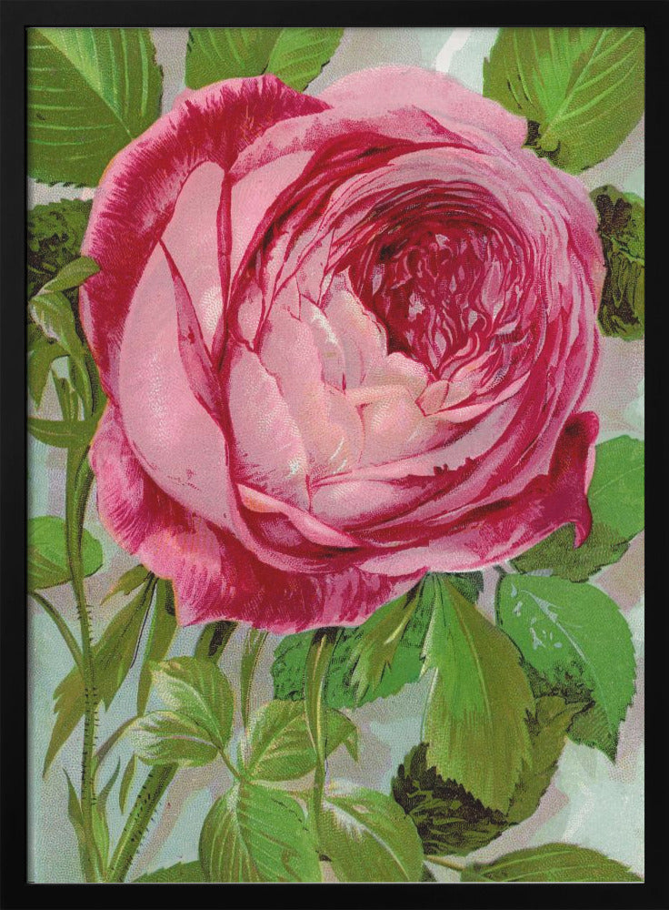 Pink Rose, Mrs John Laing Lithograph-canvas-DECOROLALA