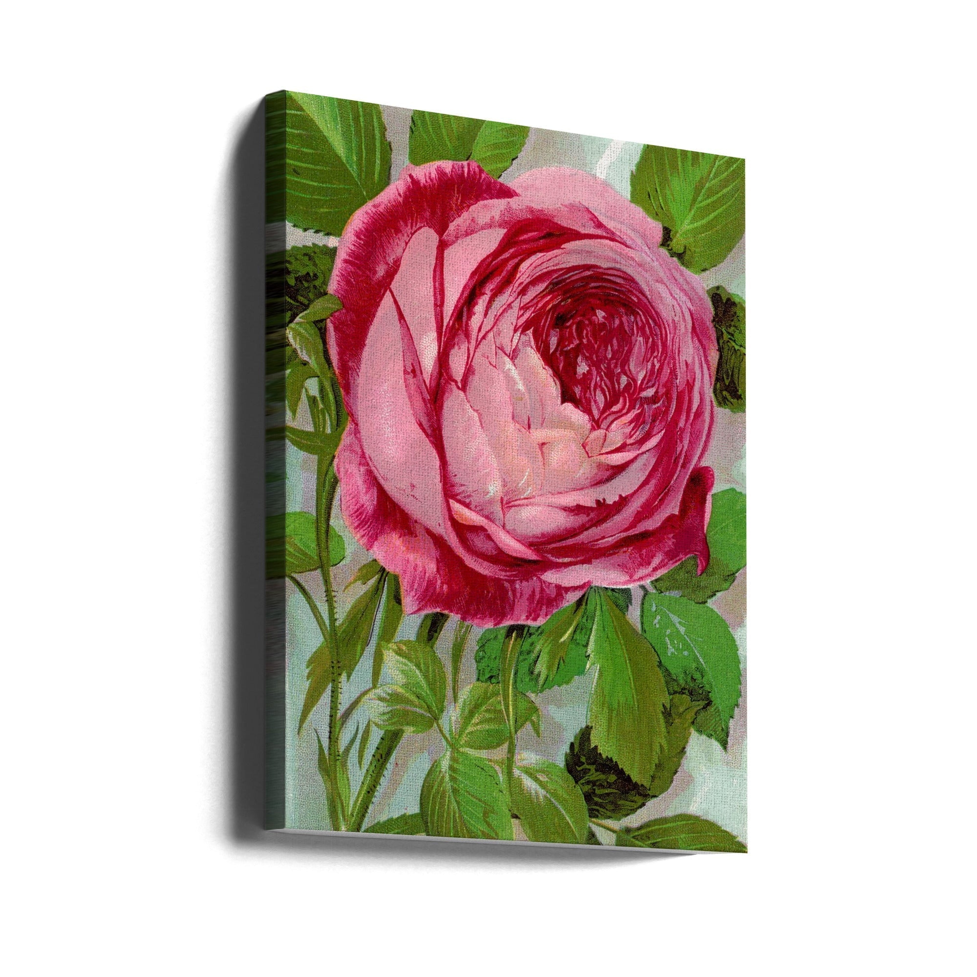 Pink Rose, Mrs John Laing Lithograph-canvas-DECOROLALA