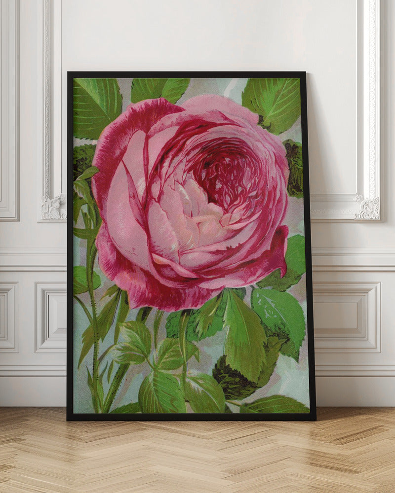 Pink Rose, Mrs John Laing Lithograph-canvas-DECOROLALA